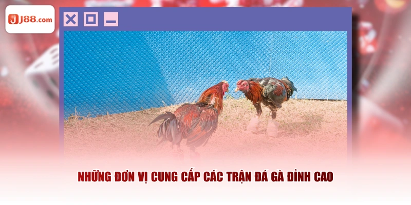 Những đơn vị cung cấp các trận đá gà đỉnh cao