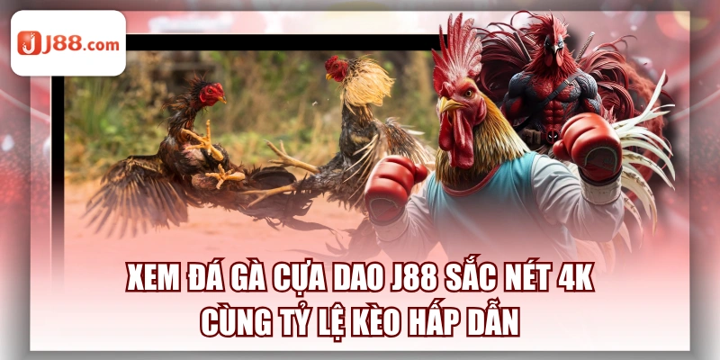 Xem Đá Gà Cựa Dao J88 Sắc Nét 4K Cùng Tỷ Lệ Kèo Hấp Dẫn